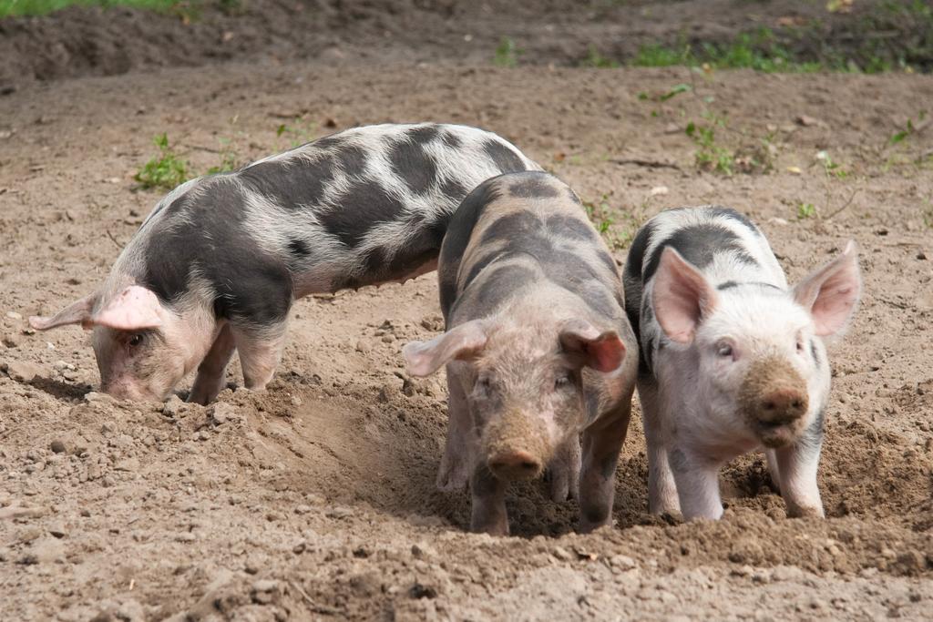 Hoeve Springendal Ootmarsum Zewnętrze zdjęcie