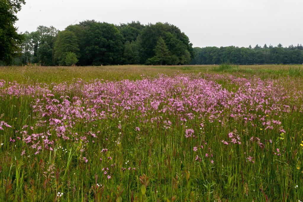 Hoeve Springendal Ootmarsum Zewnętrze zdjęcie